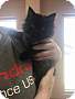 Adopt A Pet :: Francesca - Winchester, VA