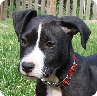 Bruno | Adopted Puppy | Kalamazoo, MI | Pit Bull Terrier Mix