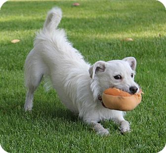 Tofu | Adopted Dog | La Habra Heights, CA | Westie, West Highland White