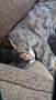 Adopt A Pet :: Nellie - Raleigh, NC