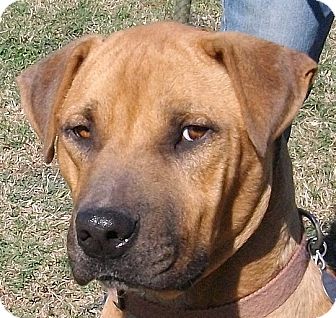 Fremont | Adopted Dog | Groton, MA | Black Mouth Cur/Staffordshire Bull ...