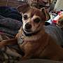 pet photo