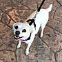 Adopt A Pet :: Whilhelmina - Sacramento, CA