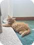 Adopt A Pet :: Odysseus - Addison, IL