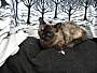 Adopt A Pet :: Tabatha - South Haven, MI