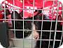 Adopt A Pet :: Astrid - Oakland, CA