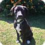 Adopt A Pet :: Ella Bella - Raleigh, NC