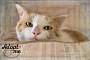 Adopt A Pet :: Apricot - Belton, MO