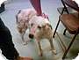 Adopt A Pet :: PRINCESS - Conroe, TX