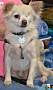 Adopt A Pet :: Harley - Simi Valley, CA