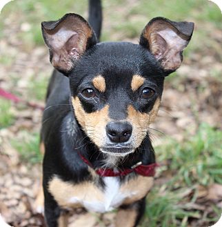 MANNY | Adopted Dog | Monroeville, PA | Miniature Pinscher/Chihuahua Mix