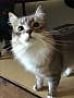 Adopt A Pet :: Zeus - Gilbert, AZ