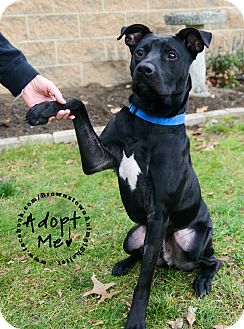 manual american pitbull terrier pdf manual american pitbull terrier pdf