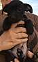 Adopt A Pet :: Scotty - Gilbert, AZ