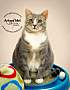Adopt A Pet :: Cagney - Belton, MO