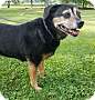 Adopt A Pet :: Sami - Oakland, MI
