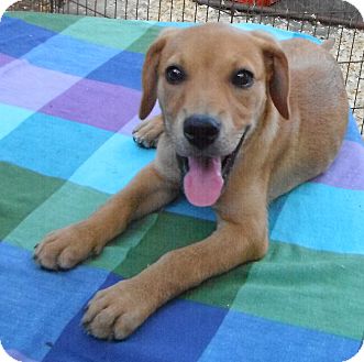 Pittsburgh, PA - Beagle/Boxer Mix. Meet Winnie a Puppy for ...