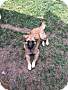 Adopt A Pet :: Callie - Raleigh, NC