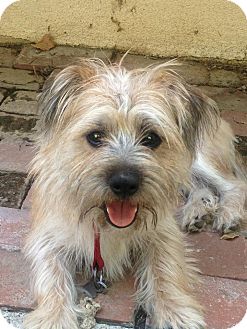 Frankie | Adopted Dog | Los Angeles, CA | Norfolk Terrier/Cairn Terrier Mix