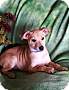 Adopt A Pet :: Eros - Sacramento, CA