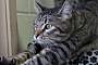 Adopt A Pet :: Tigger - South Haven, MI