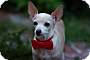 Adopt A Pet :: Macho - Sacramento, CA