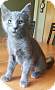 Adopt A Pet :: Misty - Oakland, MI