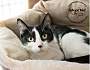 Adopt A Pet :: Nicolette - Belton, MO