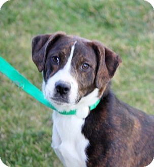 Bo | Adopted Puppy | Liberty Center, OH | Pointer/Plott Hound Mix