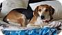 Adopt A Pet :: Julie - Raleigh, NC
