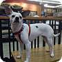 Adopt A Pet :: Scout - Sacramento, CA