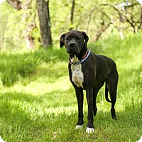 Auburn, CA - Great Dane/Boxer Mix. Meet Freedom a Dog for Adoption.