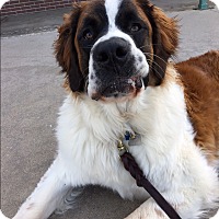Denver, CO - St. Bernard. Meet Felicity a Dog for Adoption.