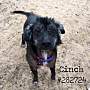 Adopt A Pet :: CINCH - Conroe, TX