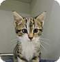 Adopt A Pet :: Vern - Massapequa, NY