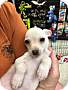 Adopt A Pet :: Austin - Gilbert, AZ