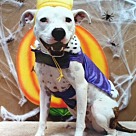 Adopt A Pet :: Sylvia - Denton, TX