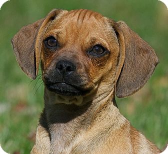 Abby Rose | Adopted Puppy | Providence, RI | Pug/Dachshund Mix