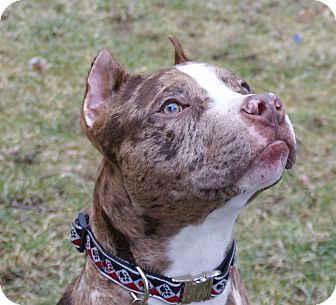 Lucas | Adopted Puppy | Dayton, OH | Pit Bull Terrier/Catahoula Leopard