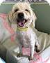 Adopt A Pet :: Shasta - Costa Mesa, CA