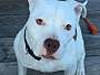 Adopt A Pet :: Stella - Winchester, VA