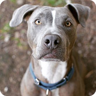 Max | Adopted Dog | Los Angeles, CA | Pit Bull Terrier/Weimaraner Mix