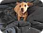 Adopt A Pet :: Reese - Raleigh, NC