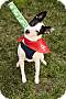 Adopt A Pet :: Jack - Sacramento, CA