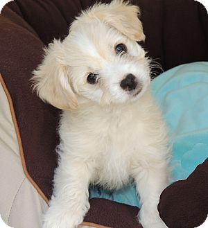 Sonny | Adopted Puppy | La Habra Heights, CA | Cockapoo/Sheltie ...