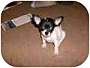 pet photo