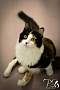 Adopt A Pet :: Popsicle - Belton, MO