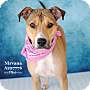 Adopt A Pet :: NIRVANA - Conroe, TX