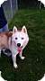 Adopt A Pet :: Timber - Oakland, MI
