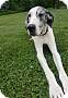 Adopt A Pet :: Kayla - Oakland, MI